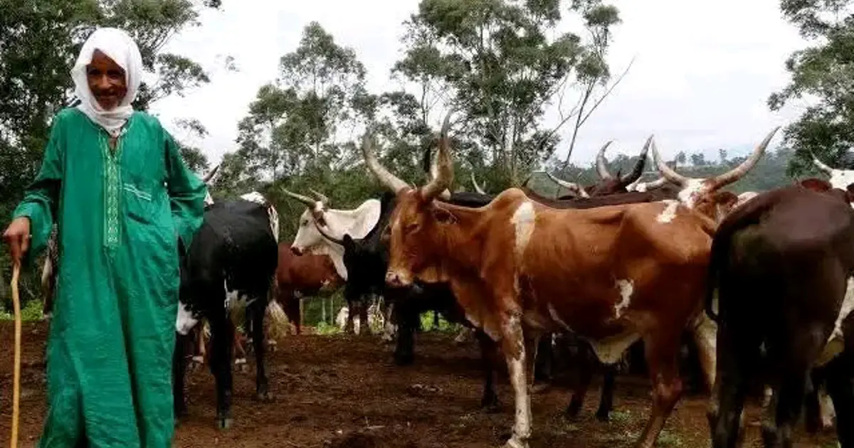 Sécurité dans le Haut-Uele : les FARDC lancent une opération d'envergure pour désarmer les éleveurs Mbororo
