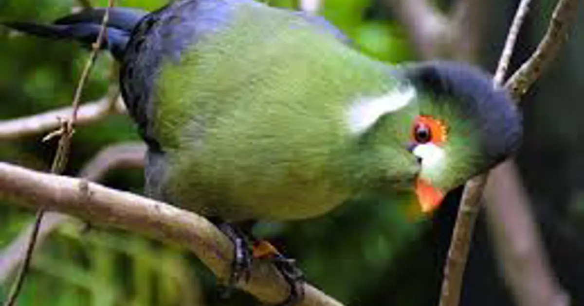 Éthiopie : cet oiseau spectaculaire joue un rôle clé dans les forêts d’Afrique de l’Est