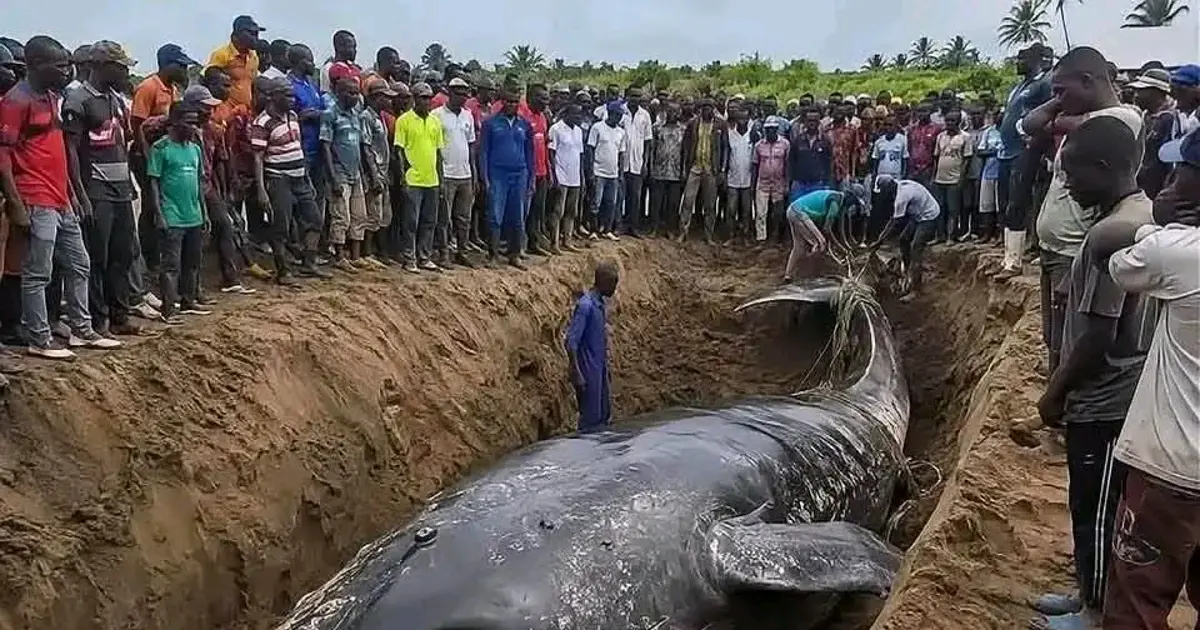 Entre Urgence Sanitaire et Occasion Manquée : Le Débat autour de l'Inhumation de la Baleine de Muanda