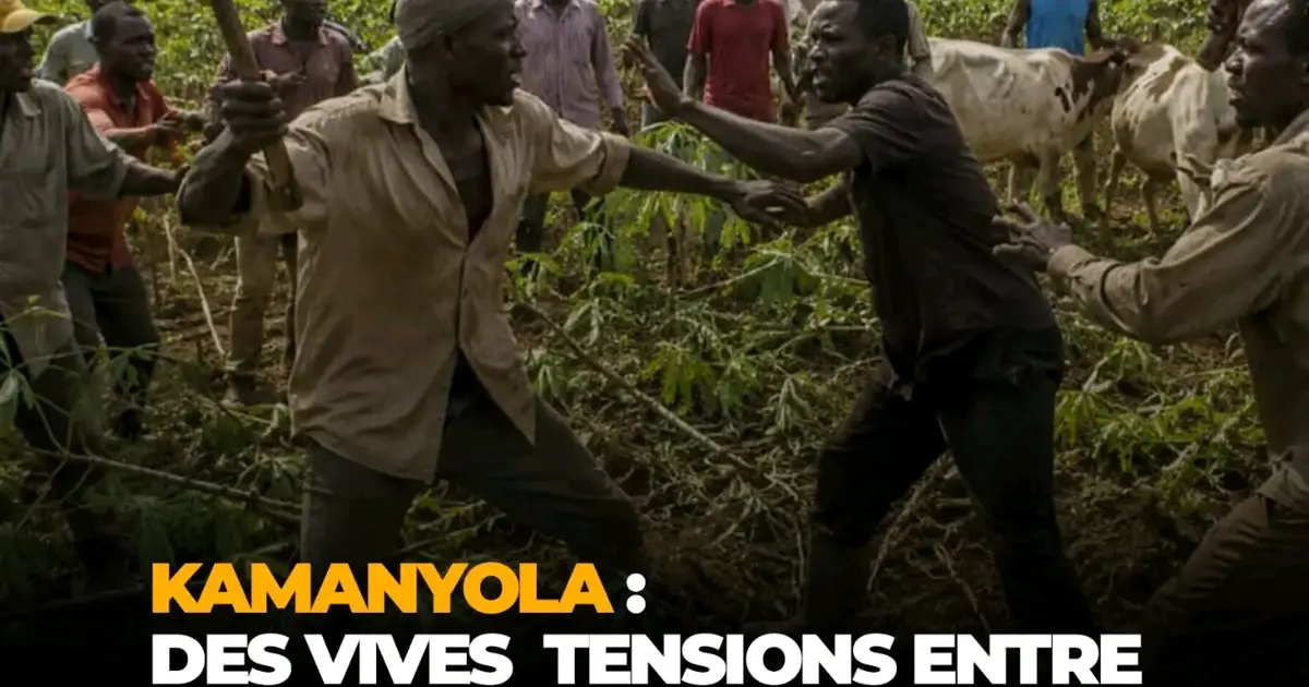 Tensions socio-économiques à Walungu : violents affrontements entre agriculteurs et éleveurs à Kamanyola autour de la destruction des récoltes